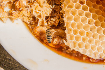 Close up view of the working bee on the honeycomb with sweet hon