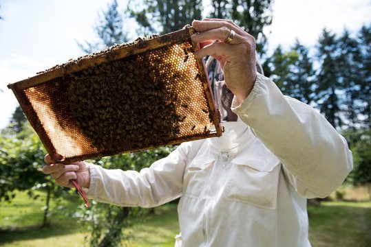 Beekeeper examining beehive