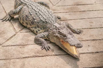 Photo sur Aluminium Crocodile Une peau de crocodile séchant sur parquet  2