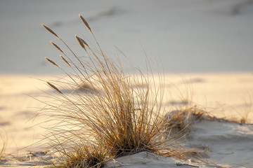 beautiful view of the coastal dunes