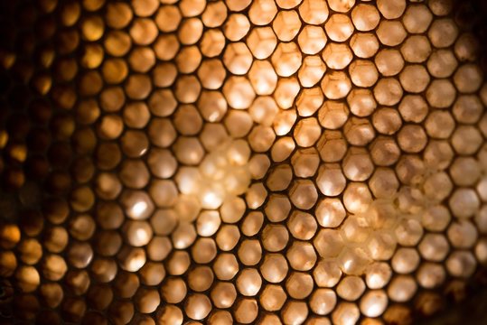 Close-up of honeycomb