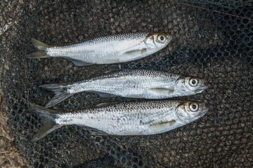 Several ablet or bleak fish, roach and bream fish on the natural