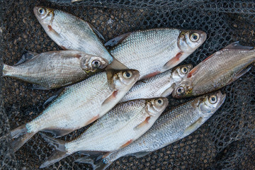 Pile of freshwater common bream fish and silver bream or white b