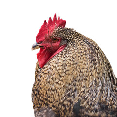 Colorful rooster on white background isolated