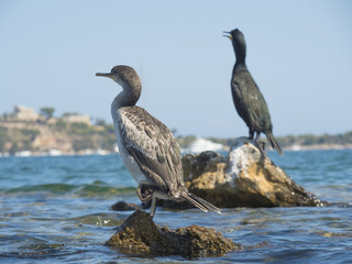 Great Cormorant