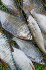 Pile of freshwater common bream fish and silver bream or white b