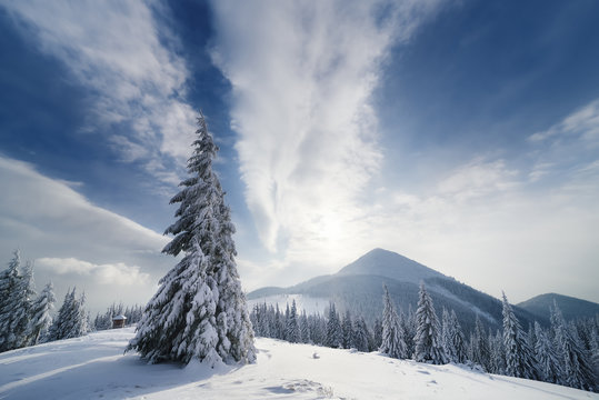 Christmas landscape with spruce in the mountains