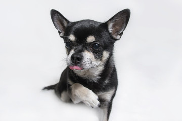 Black chihuahua giving leg asking for food