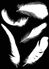 Obraz premium group of five white feathers isolated on black