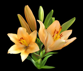 light orange lily bunch isolated on black