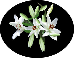three white lily blooms on black