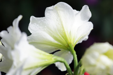 white amaryllis flower