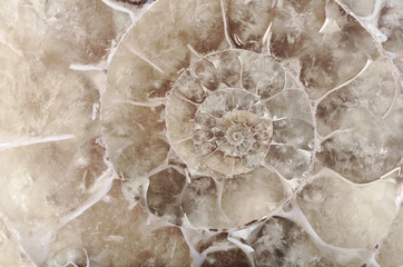 grey ammonite spiral closeup © Alexander Potapov