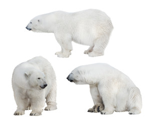set of three white polar bears