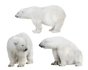 Abwaschbare Fototapete Eisbär Set mit drei weißen Eisbären