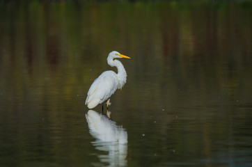 Naklejka premium WHITE HERON