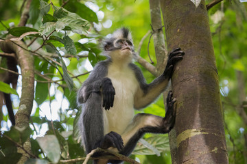 Grey Langur sits on Thomas Werke Tolt tree trunk and is backed on the foot and looking up (Sumatra, Indonesia)