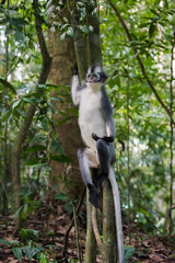 Langur Thomas is sitting on a stump and looks up (Sumatra, Indon