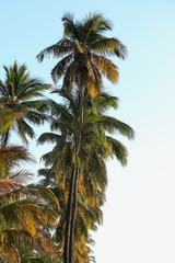 Fototapeta na wymiar allée de palmier