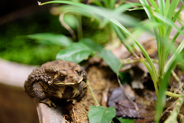Common Toad on dried pond