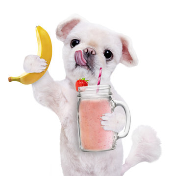 Dog holding smoothie in a  mug  isolated on white.