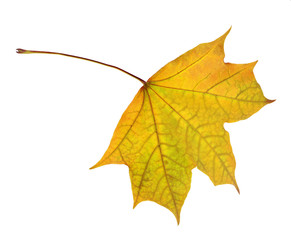 single isolated gold fall maple leaf