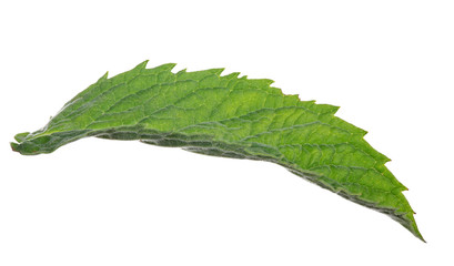 Obraz premium dark long green mint leaf