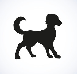 Vector outline drawing. Purebred dogs and mongrels