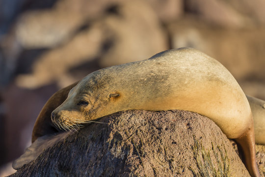 Adult female California sea lion (Zalophus californianus), at Los Islotes, Baja California Sur, Mexico