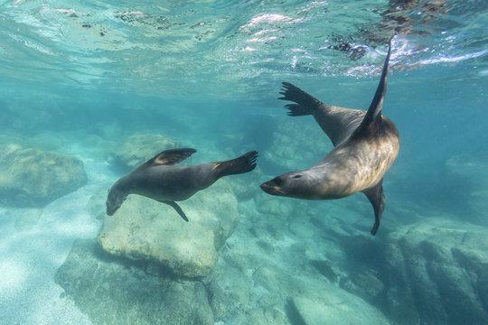 California sea lions (Zalophus californianus), playing underwater at Los Islotes, Baja California Sur, Mexico