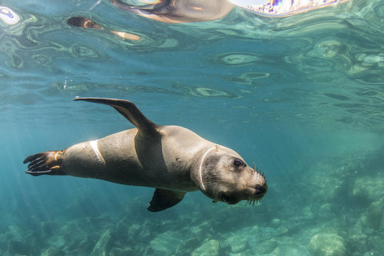 Curious California sea lion (Zalophus californianus) underwater at Los Islotes, Baja California Sur, Mexico