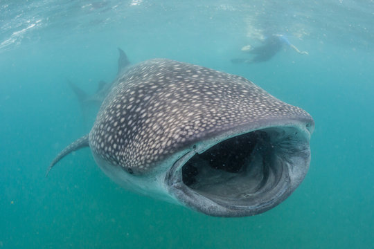 Whale shark (Rhincodon typus) underwater with snorkelers off El Mogote, near La Paz, Baja California Sur, Mexico