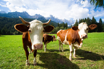 Fototapeta na wymiar cows on a mountain pasture