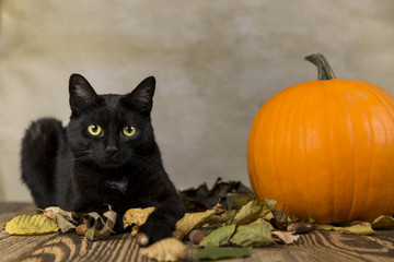 Back cat as a symbol of Halloween with orange pumpkin