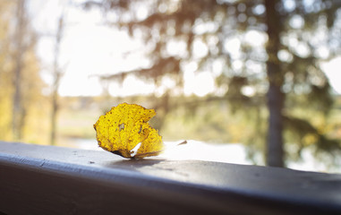 Dry yellow leaf in the sunlight