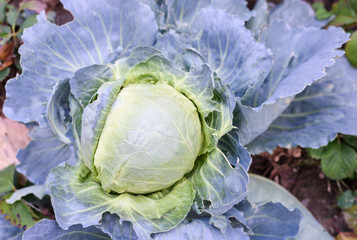 Green and blue fresh kitchen garden cabbage in Moldova