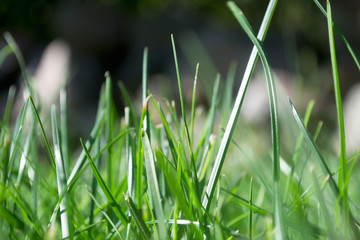 green grass