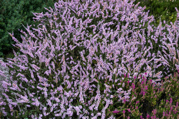 Wrzosy w Arboretum w Bolestraszycach