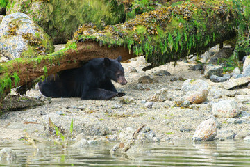 Coastal Black Bears