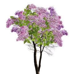 Door stickers Lilac tree lilac blossom on white