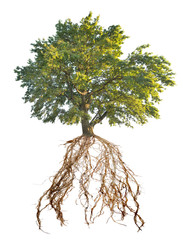 green old oak tree with large root
