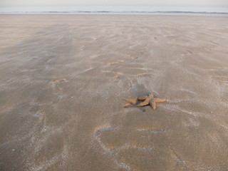 starfish