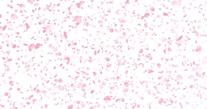 Cherry Blossoms, Pink Flower Petals, 4K, Seamless Loop
