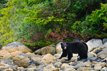 Obraz na płótnie Canvas Coastal Black Bears