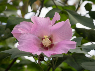 ハイビスカス