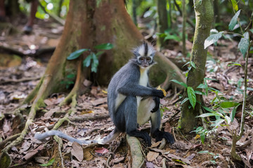 Thomas Langur sits sideways on a snag among the burgundy leaves and looking thoughtfully away (Sumatra, Indonesia)