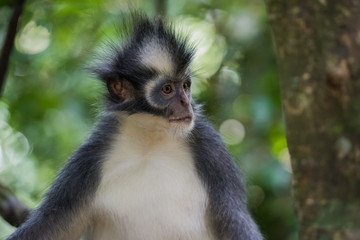 Thomas Langur looking away (Sumatra, Indonesia)