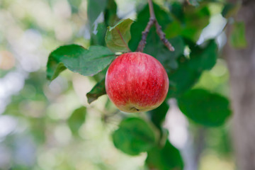 Red ripe apple on branch closeup of tree in garden