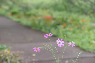 Obraz premium コスモス