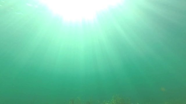 Wasserpflanzen unter Wasser bei Sonnenschein